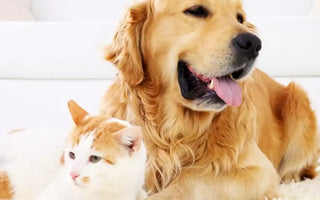 What is Hydrolysed Dog Food?