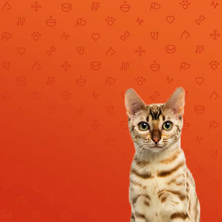 Caring For Your Cat After Neutering