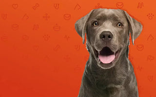 How do I know if my dog has a food allergy?