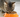 A cat eating Calibra dry cat food out of an orange food bowl