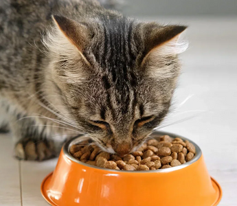A cat eating Calibra dry cat food out of an orange food bowl