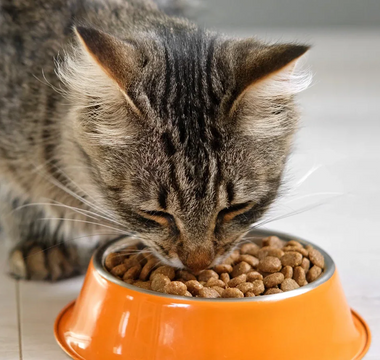 Hydrolysed Protein Cat Food: What You Need To Know