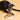 Grain-Free Dog Food: Benefits and Which Dogs Actually Need It