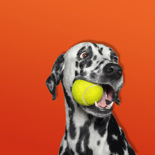 When to Start Feeding Your Dog Hypoallergenic Dog Food