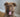 The Best Food to Support Your Dog’s Coat and Skin Health