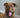 The Best Food to Support Your Dog’s Coat and Skin Health