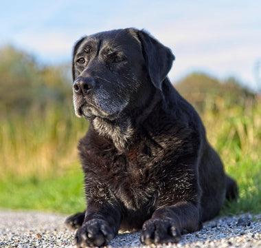 Senior Labrador sat outside