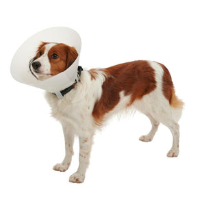 BUSTER Collar Classic for Dogs