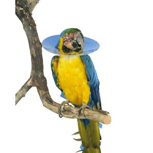 BUSTER Collar for Birds