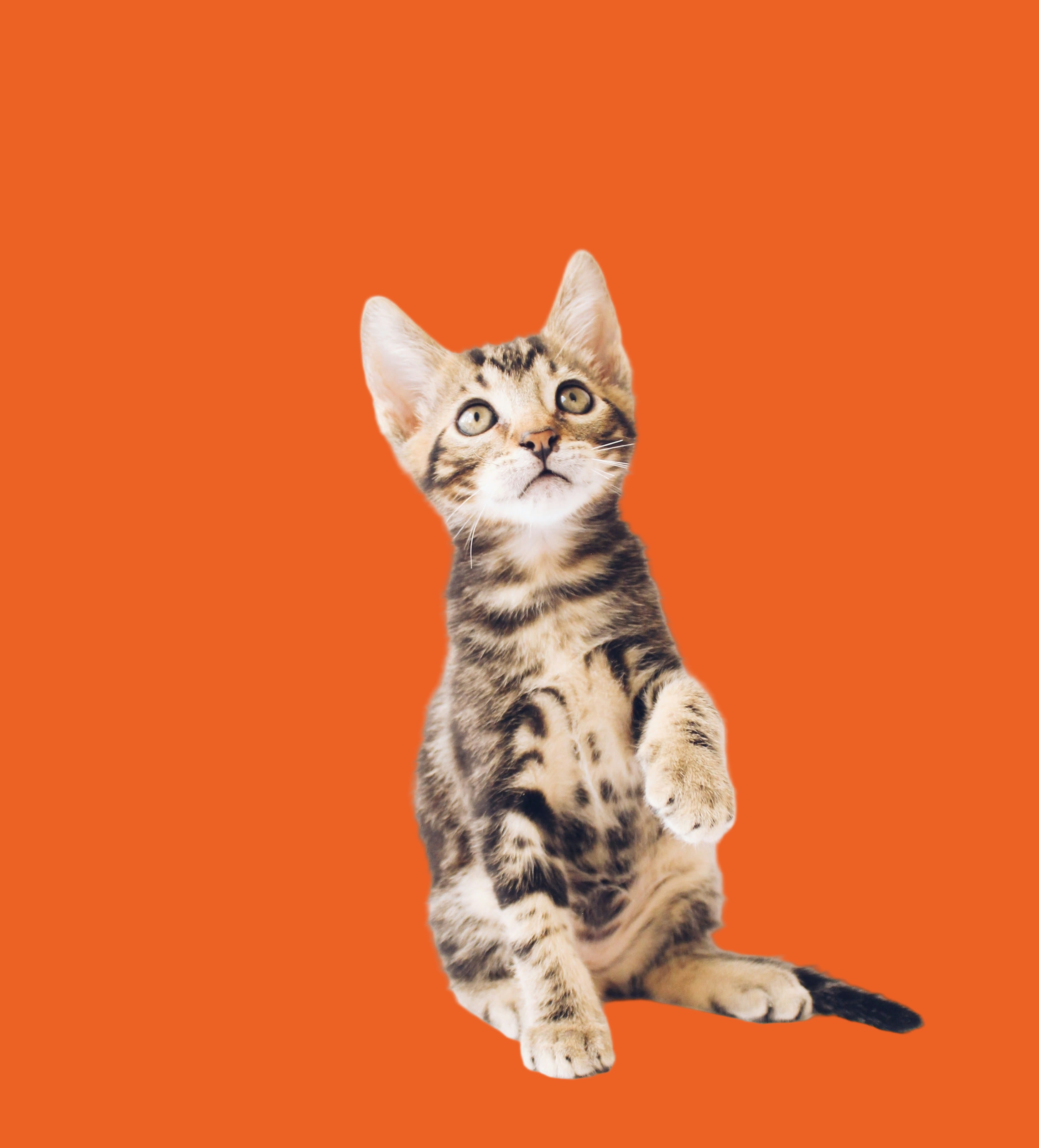 Tabby kitten on orange background