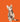 Tabby kitten on orange background
