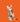 Tabby kitten on orange background