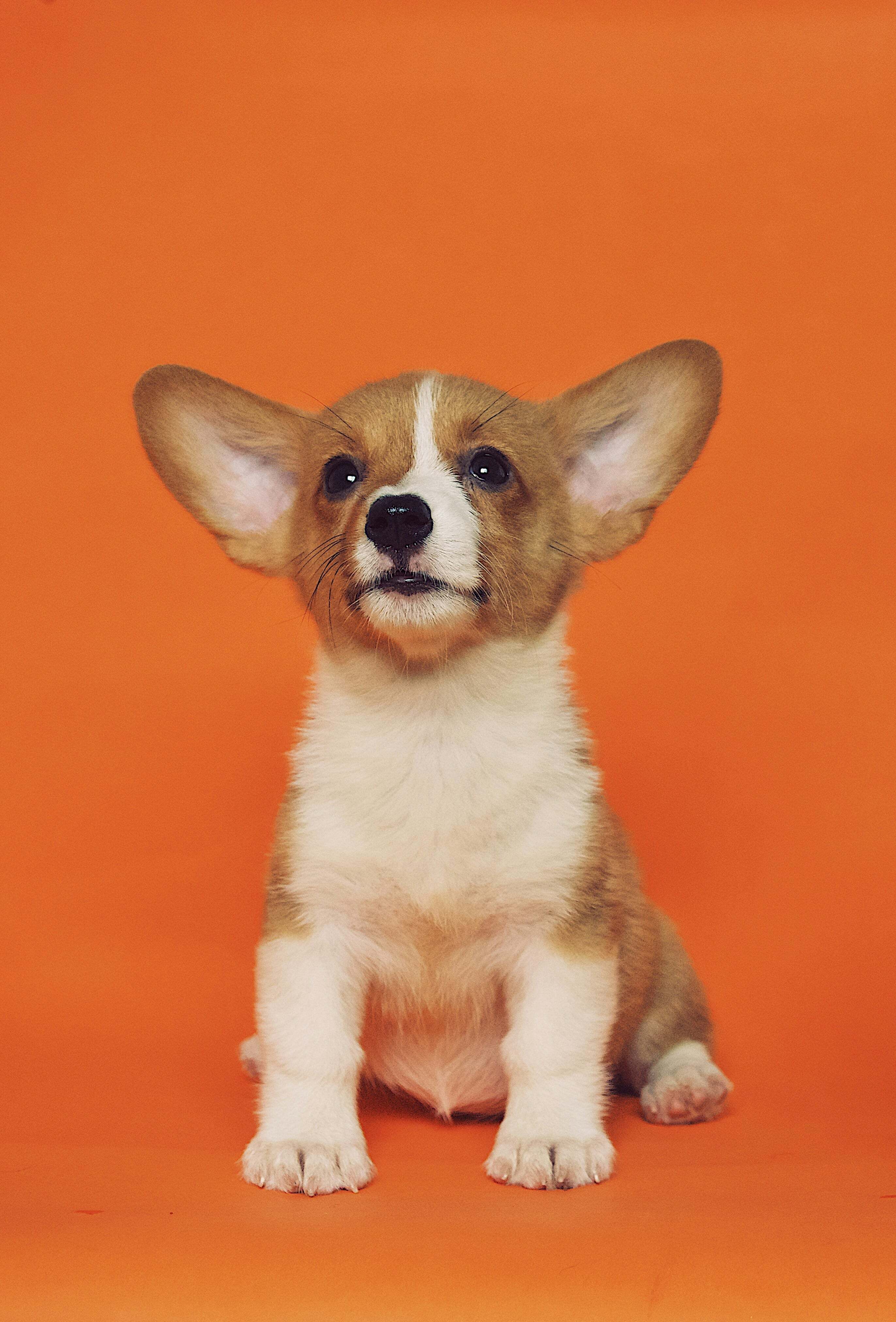Corgi puppy sitting with orange backdrop