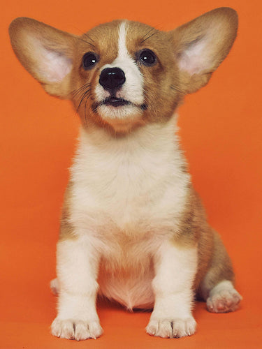 Corgi puppy sitting with orange backdrop