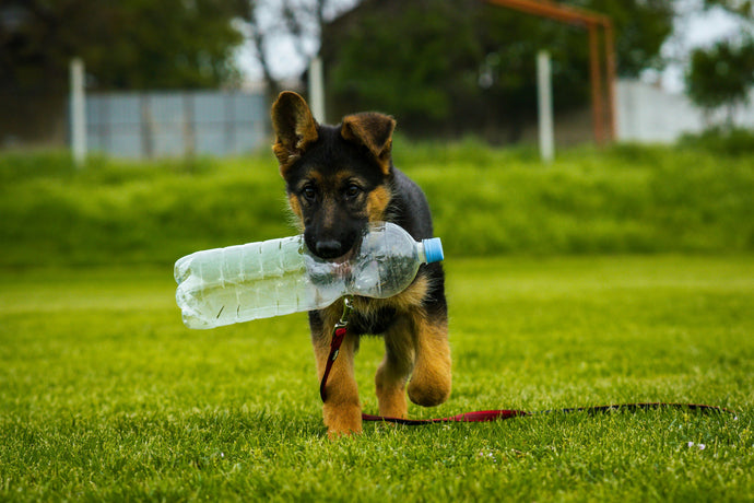 Puppy carrying a bottle of water on a walk